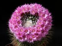 Thumbnail of 1397_Mammillaria spinosissima unispina_20150514(1).JPG